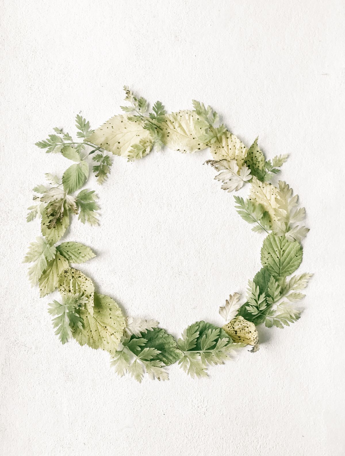 Minimalist flat lay of green leaf wreath on a textured white backdrop, perfect for nature-themed projects. Stock Photo.