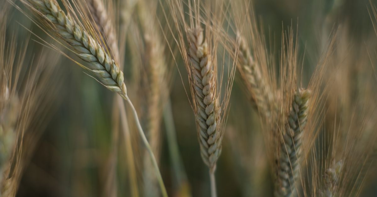 Gluten: when avoiding it makes sense—and when it doesn’t Gluten: when avoiding it makes sense—and when it doesn’t