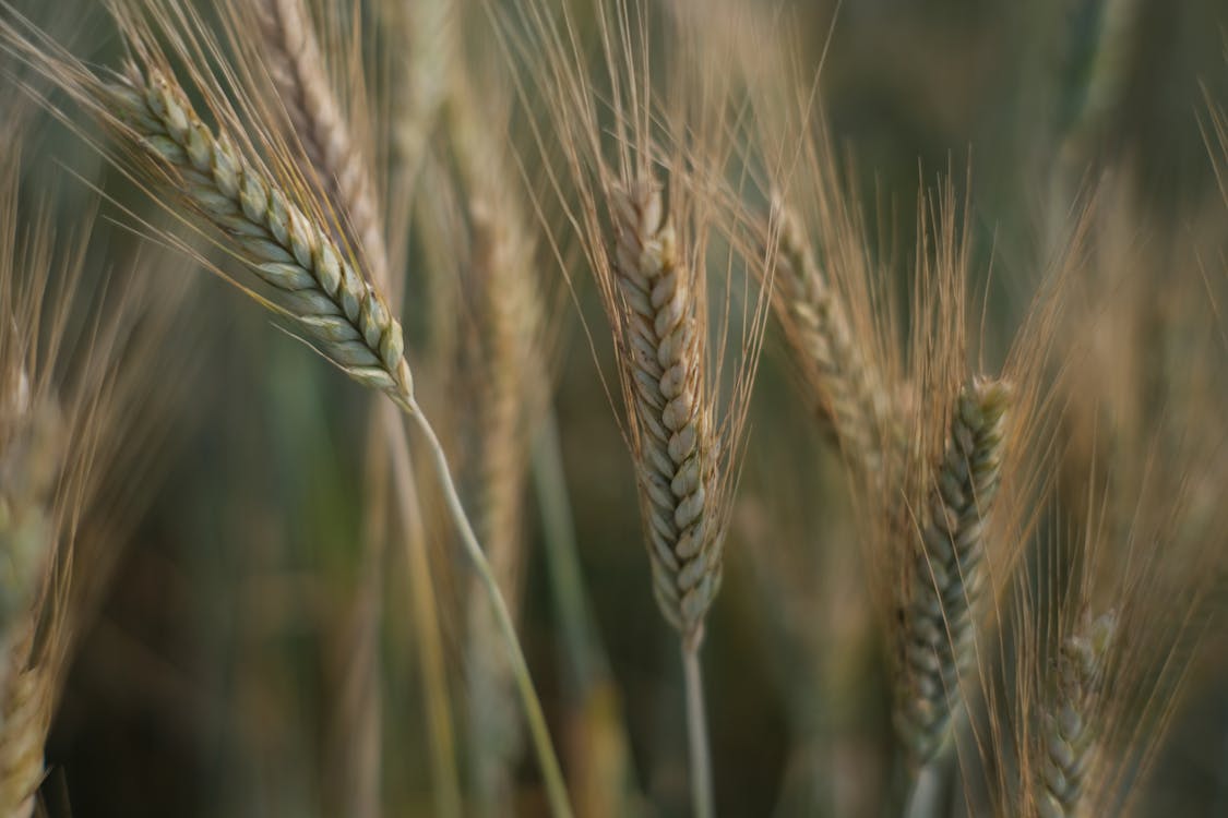 Close-Up Photograph of Wheat