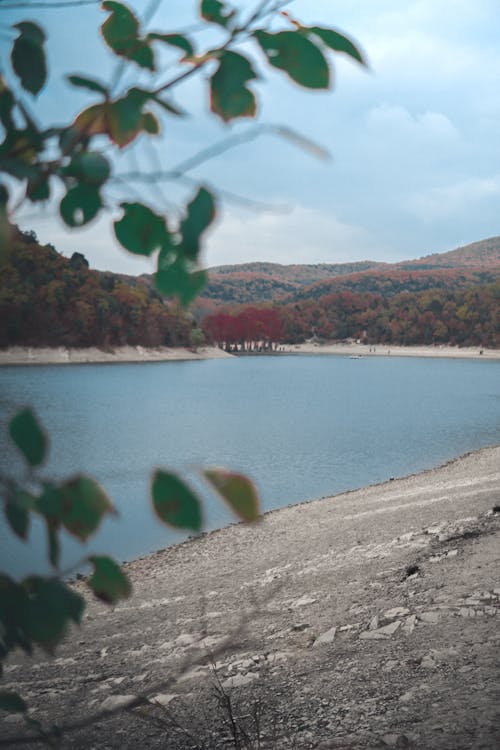 Green Trees Near Body of Water