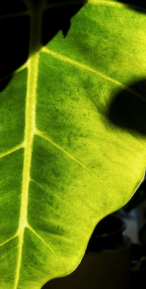 Free stock photo of alocasia, close up, green leaf