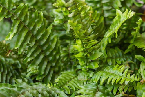 Green Fern Leaves in Close-Up Photography