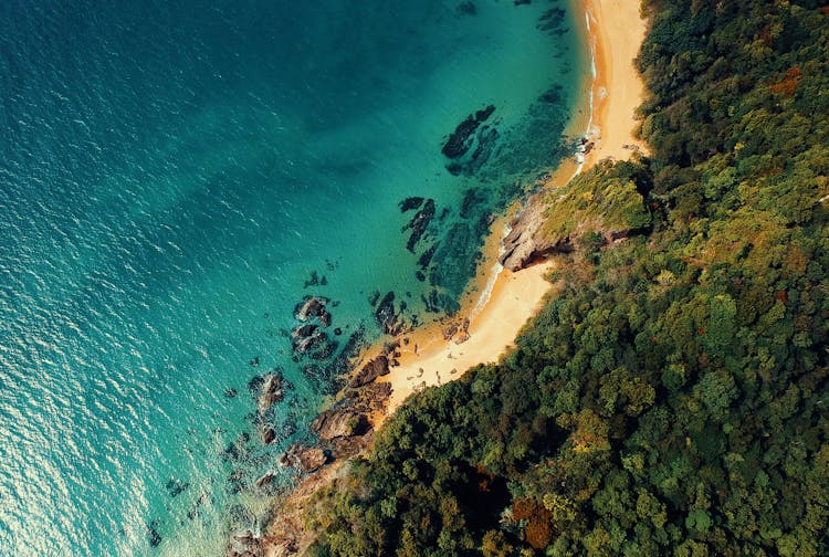 Aerial Photo Of Blue Body Of Water And Green Leafed Trees