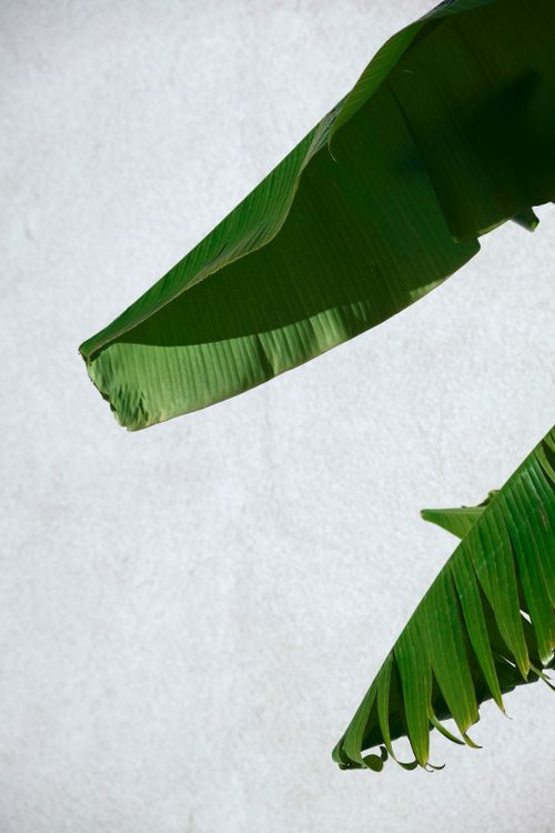 Free Banana leaves in a minimalist style, perfect for tropical-themed designs. Stock Photo