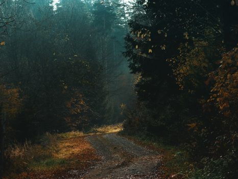 Discover the serene beauty of an autumn forest pathway, enveloped in misty light and vibrant fall foliage.