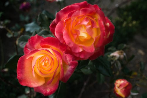 Close-Up Photo of Orange and Red Garden Roses