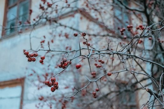 Red Round Fruits on Leafless  Tree 