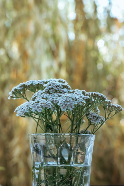 Darmowe zdjęcie z galerii z białe kwiaty, dekoracyjny, flora