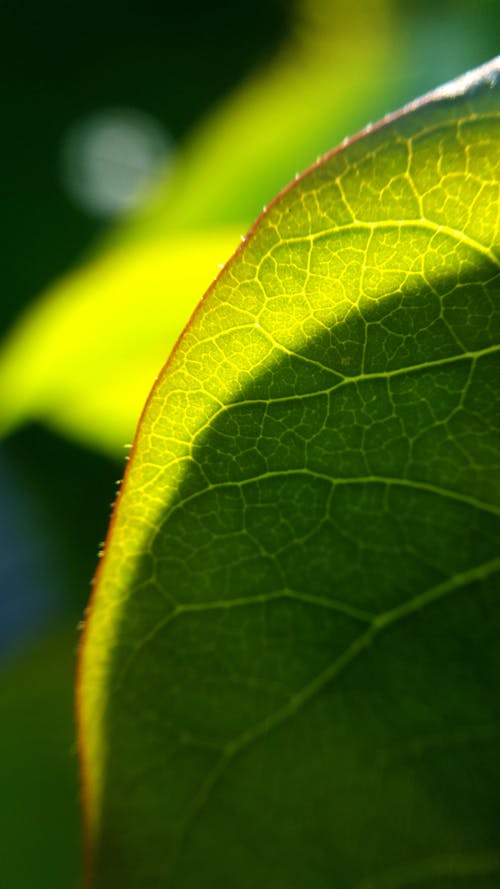 Immagine gratuita di foglia verde, giardino, impianto