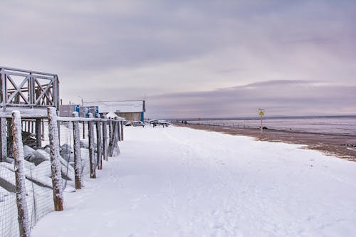 Gratis lagerfoto af forkølelse, frossen, frost