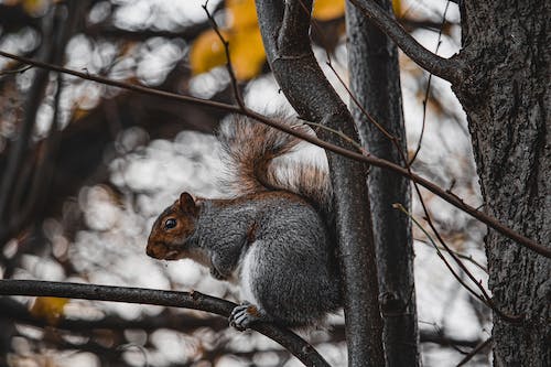 Free A Gray and Brown Squirrel Perched on a Tree Branch Stock Photo