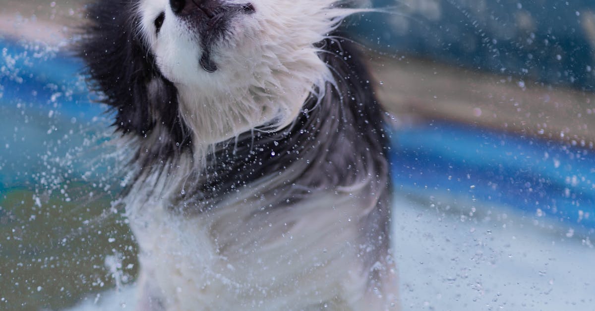 A White and Black Dog Shaking off the Water on Fur