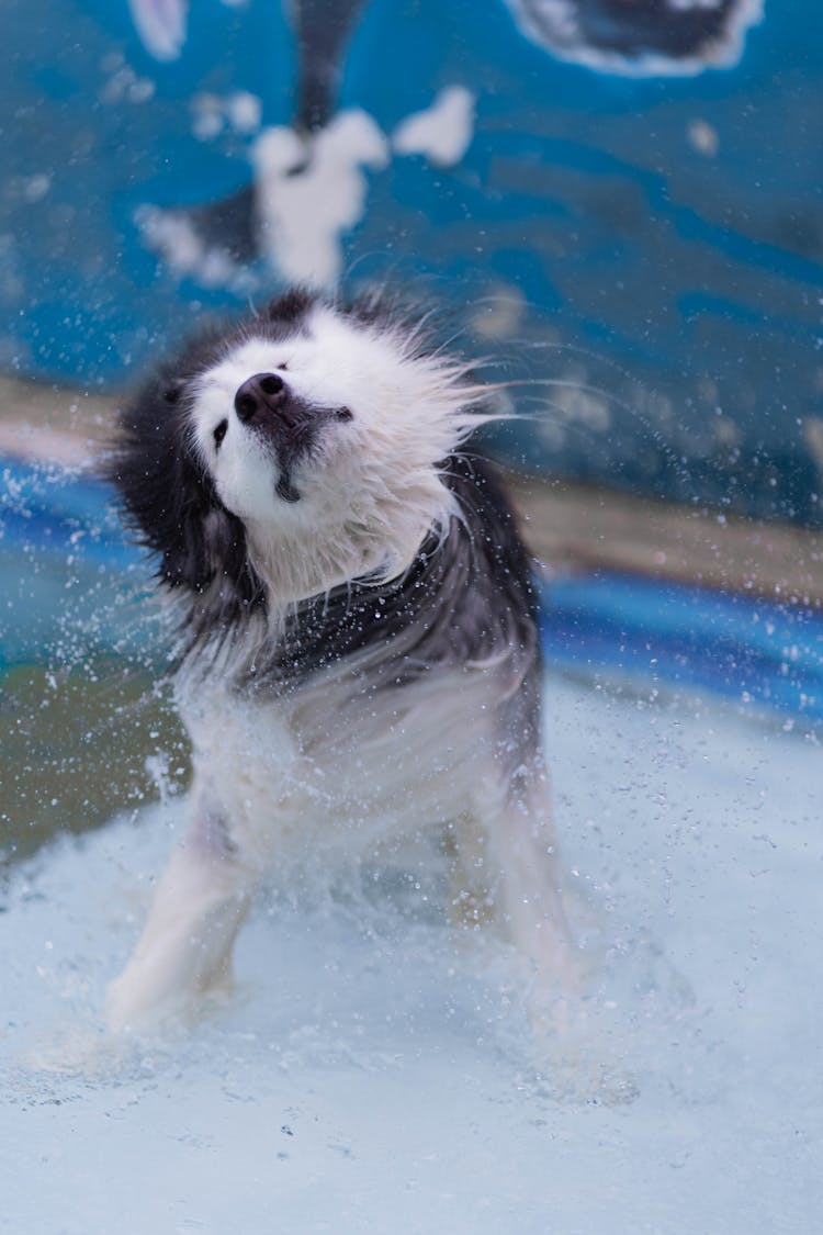 A White  And Black Dog Shaking Off The Water On Fur