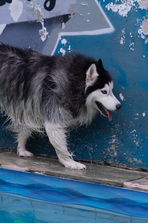 Fotos de stock gratuitas de animal domestico, canino, fotografía de animales