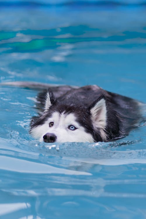 Photo of a Black and White Siberian Husky Swimming 