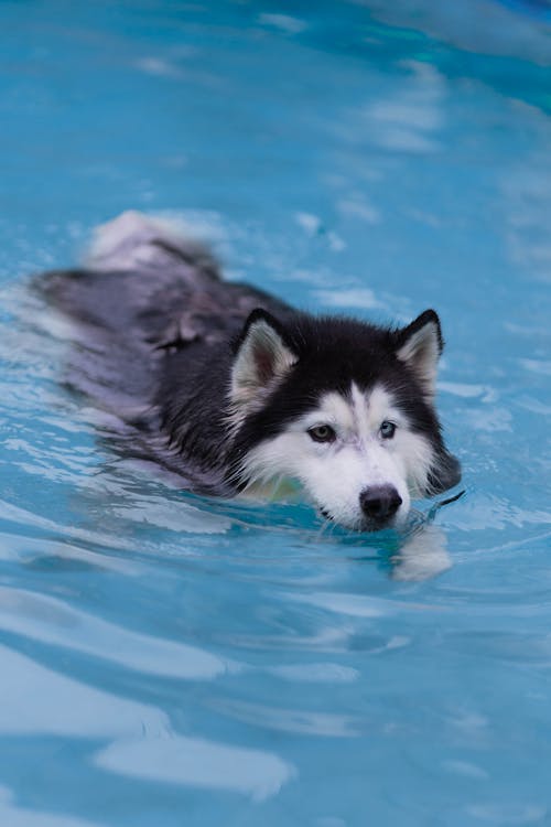 Δωρεάν στοκ φωτογραφιών με husky, βρεγμένος, γαλάζια νερά