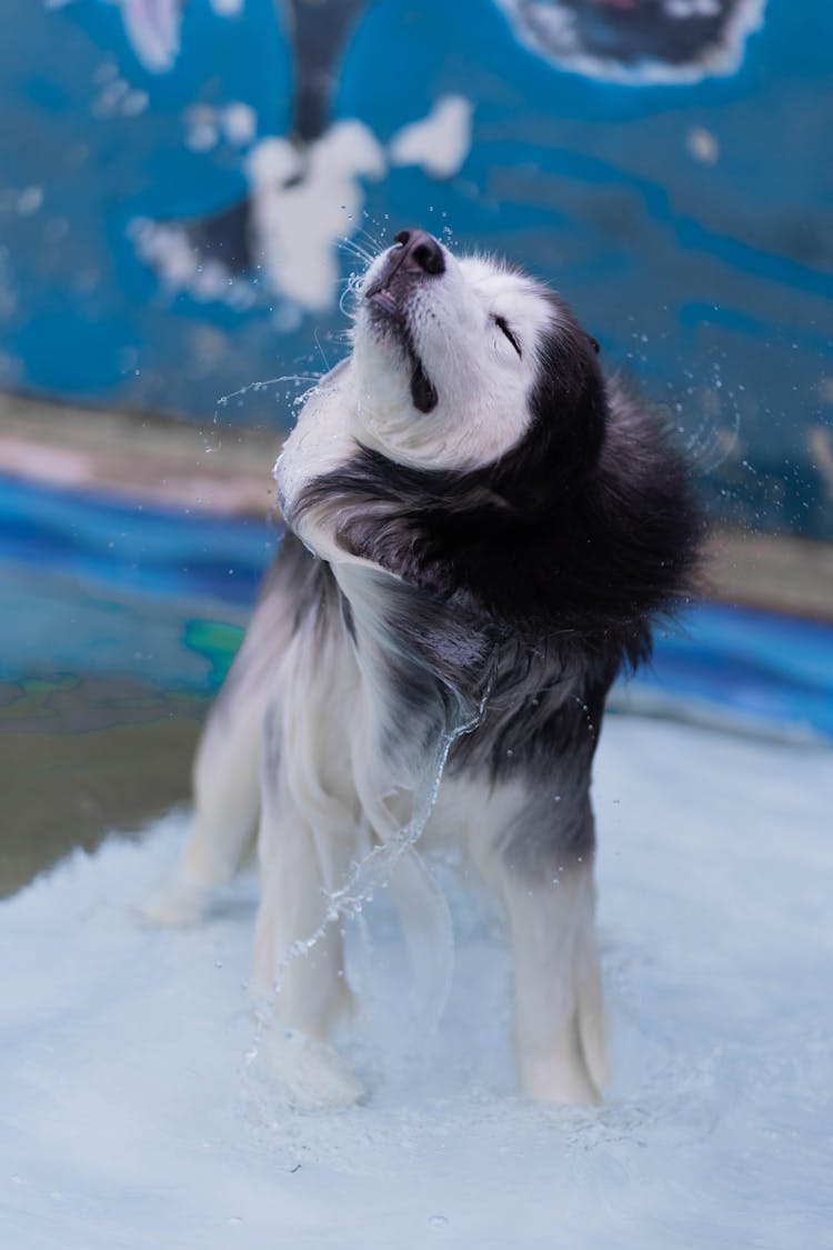 Wet Dog Shaking Off Water