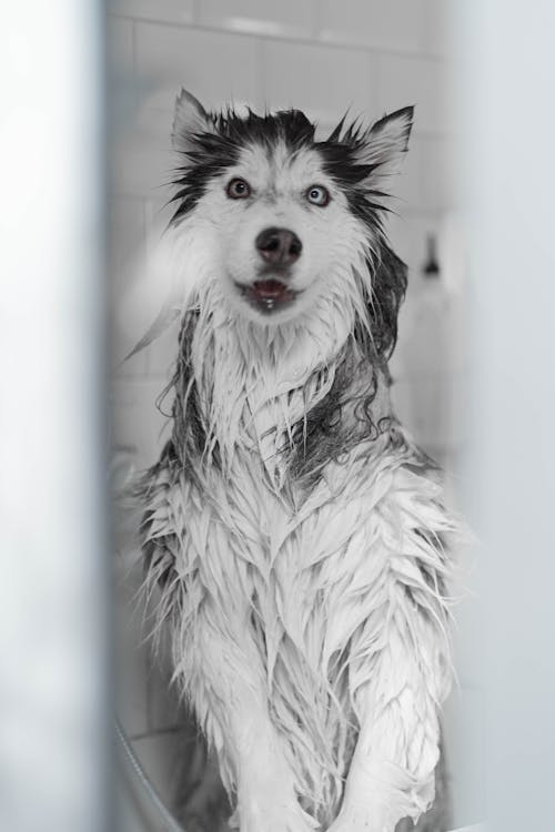 Free White and Black Long Coat Dog Stock Photo