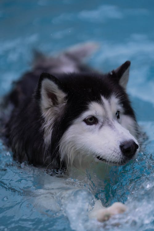 A Black and White Siberian Husky Swimming in the Pool