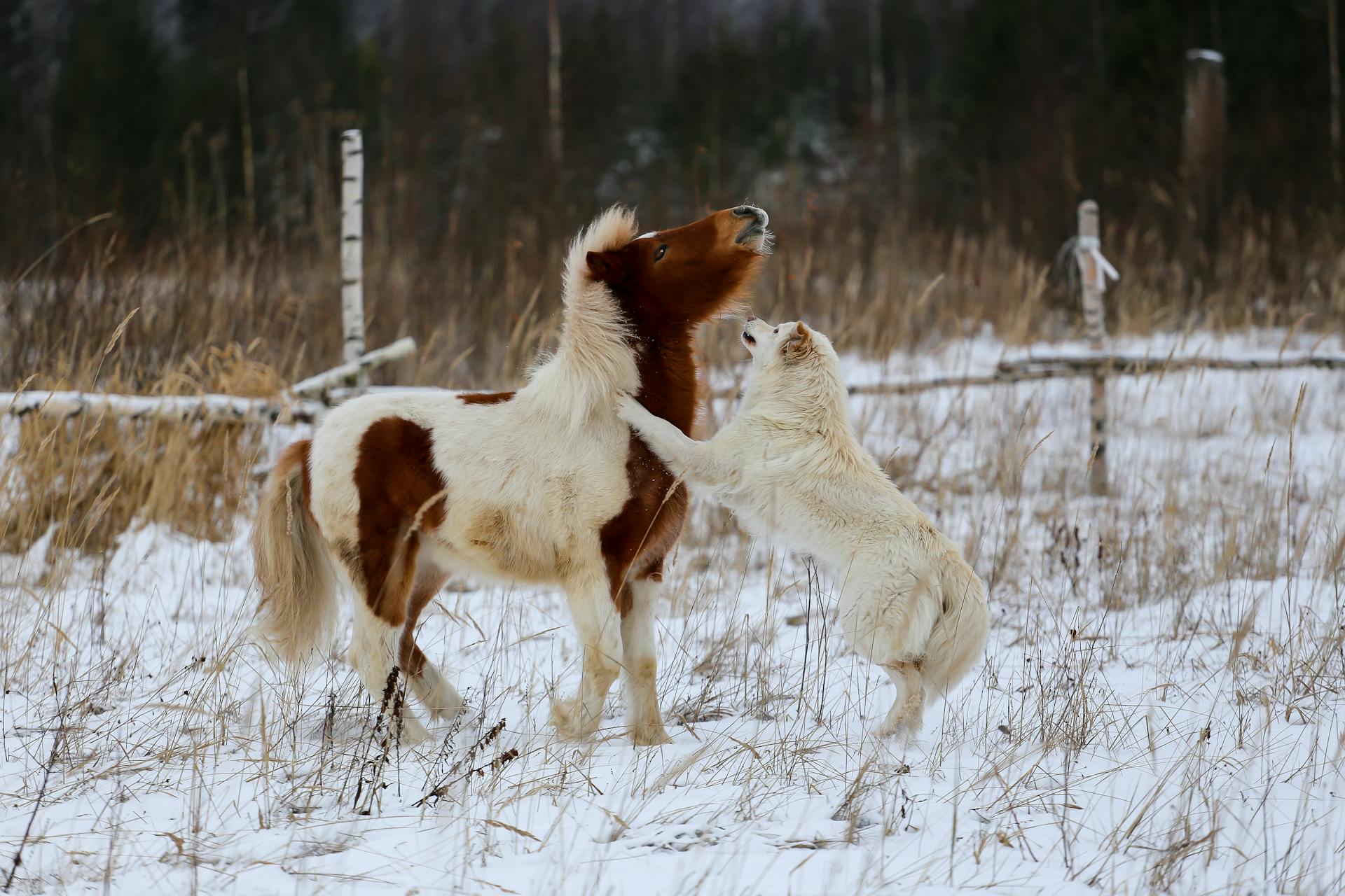 A Dog Playing with a Pony