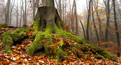 Безкоштовне стокове фото на тему «дерева, корінь, краєвид» стокове фото