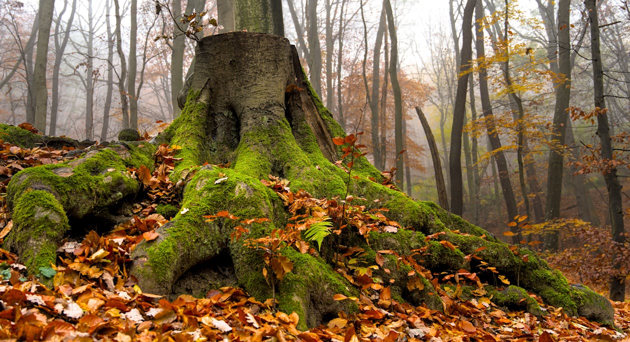 Tree Stump With Moss and Dried Leaves on Ground