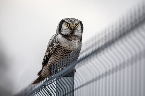 Photo of a White and Brown Northern Hawk-Owl