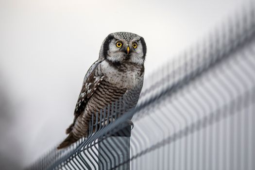 owl photo