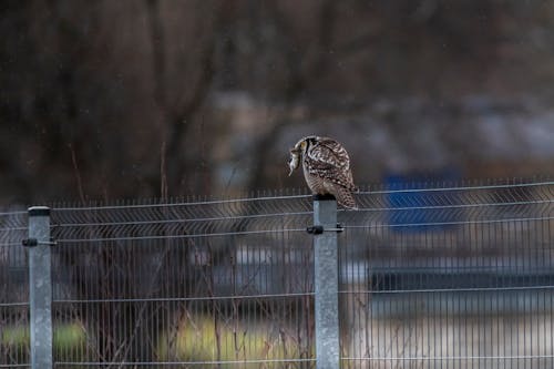 Brown and White Owl on Gray Metal Fence