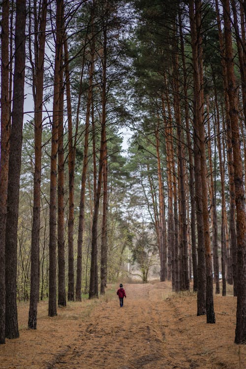 걷고 있는, 나무, 나뭇잎의 무료 스톡 사진