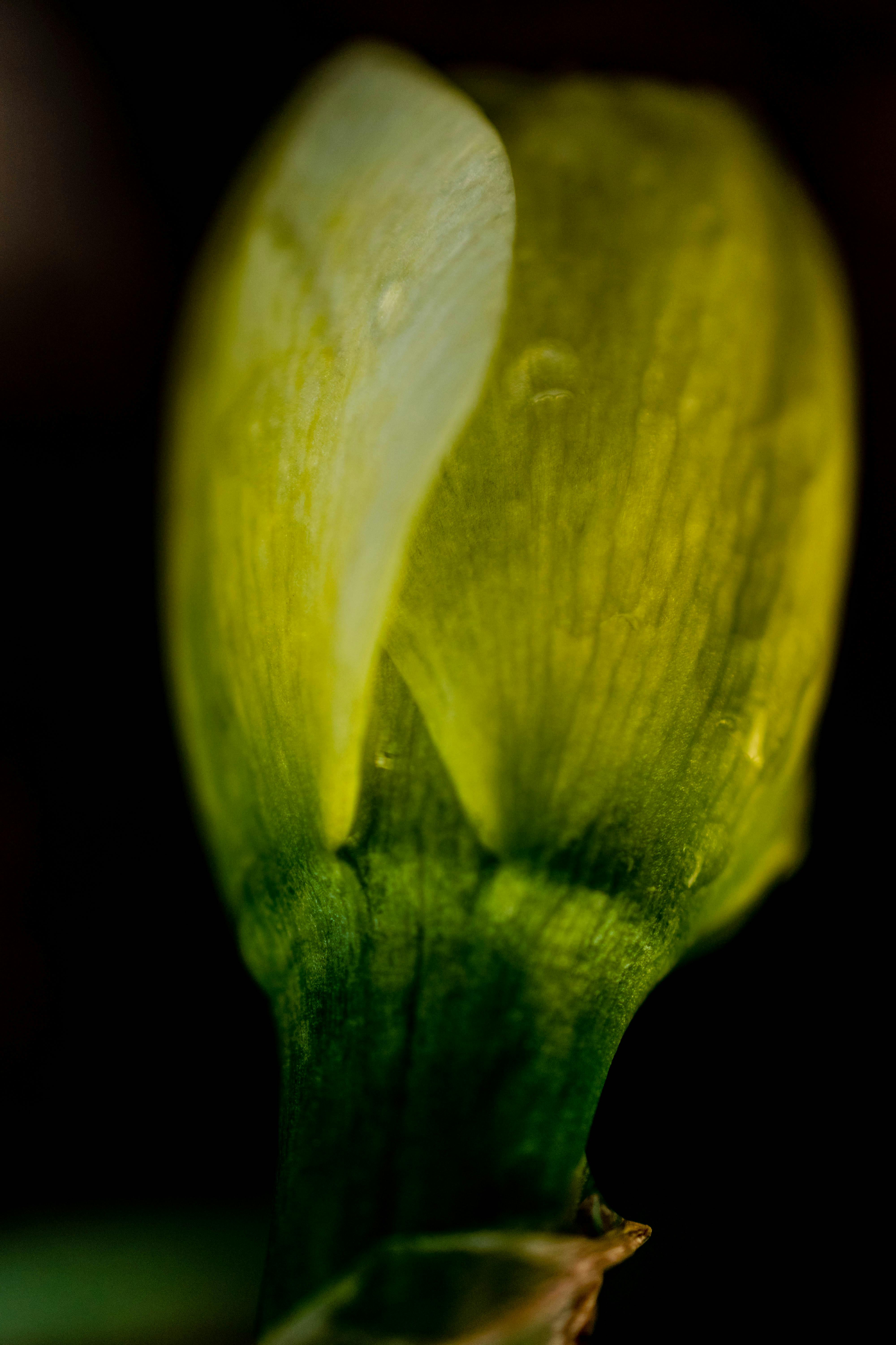 Free stock photo of daffodils, easter, flowers