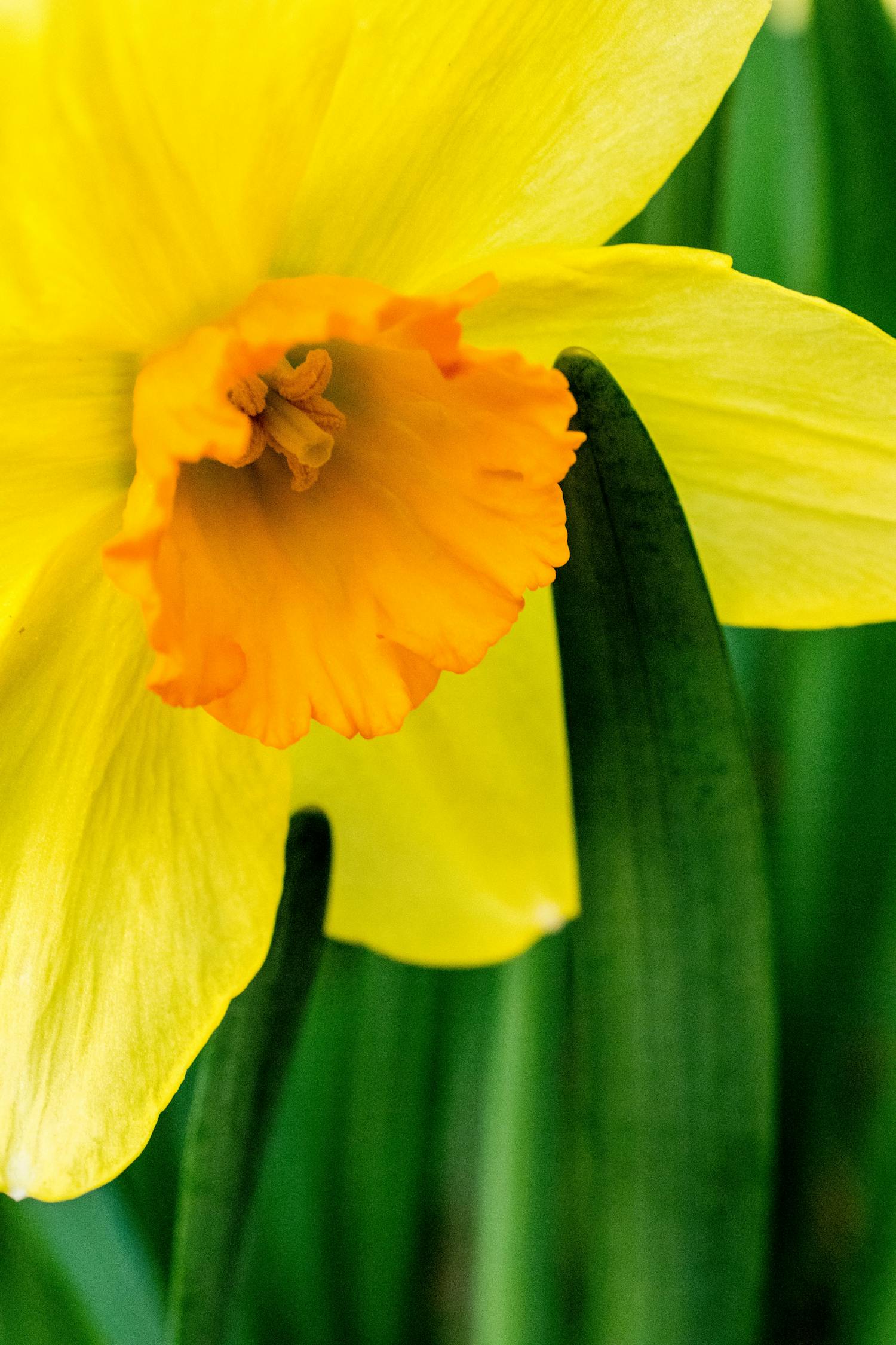 Selective Focus Photography Of Yellow Daffodil Flower · Free Stock Photo