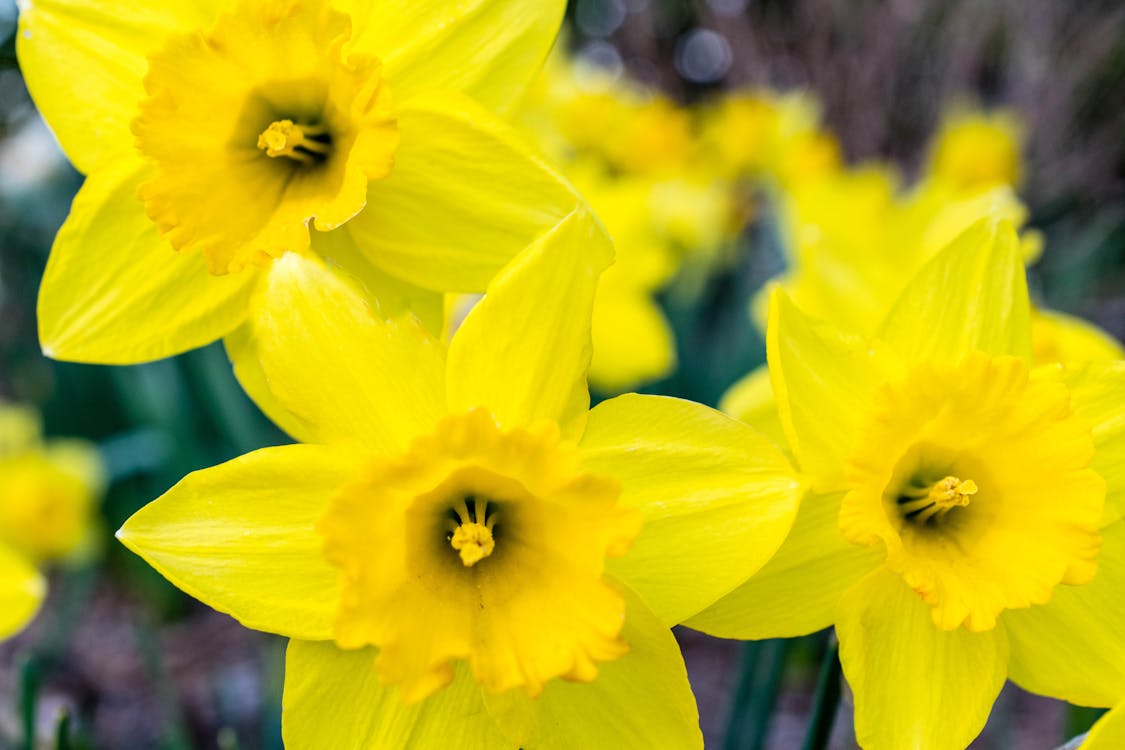 Photo of Yellow Flowers, daffodils, spring