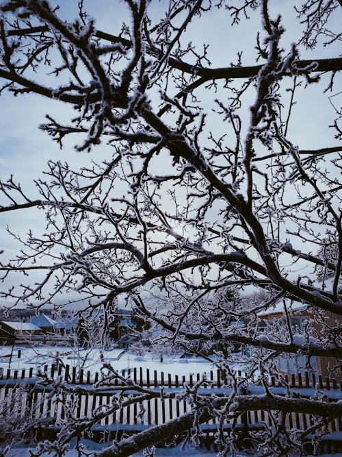 Immagine gratuita di albero, cortile, freddo