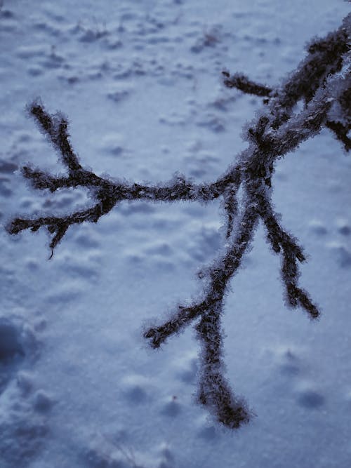 Photo of a Mark on White Snow