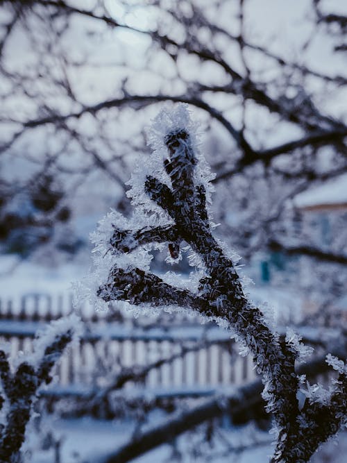 Foto d'estoc gratuïta de arbre, branca, clima fred