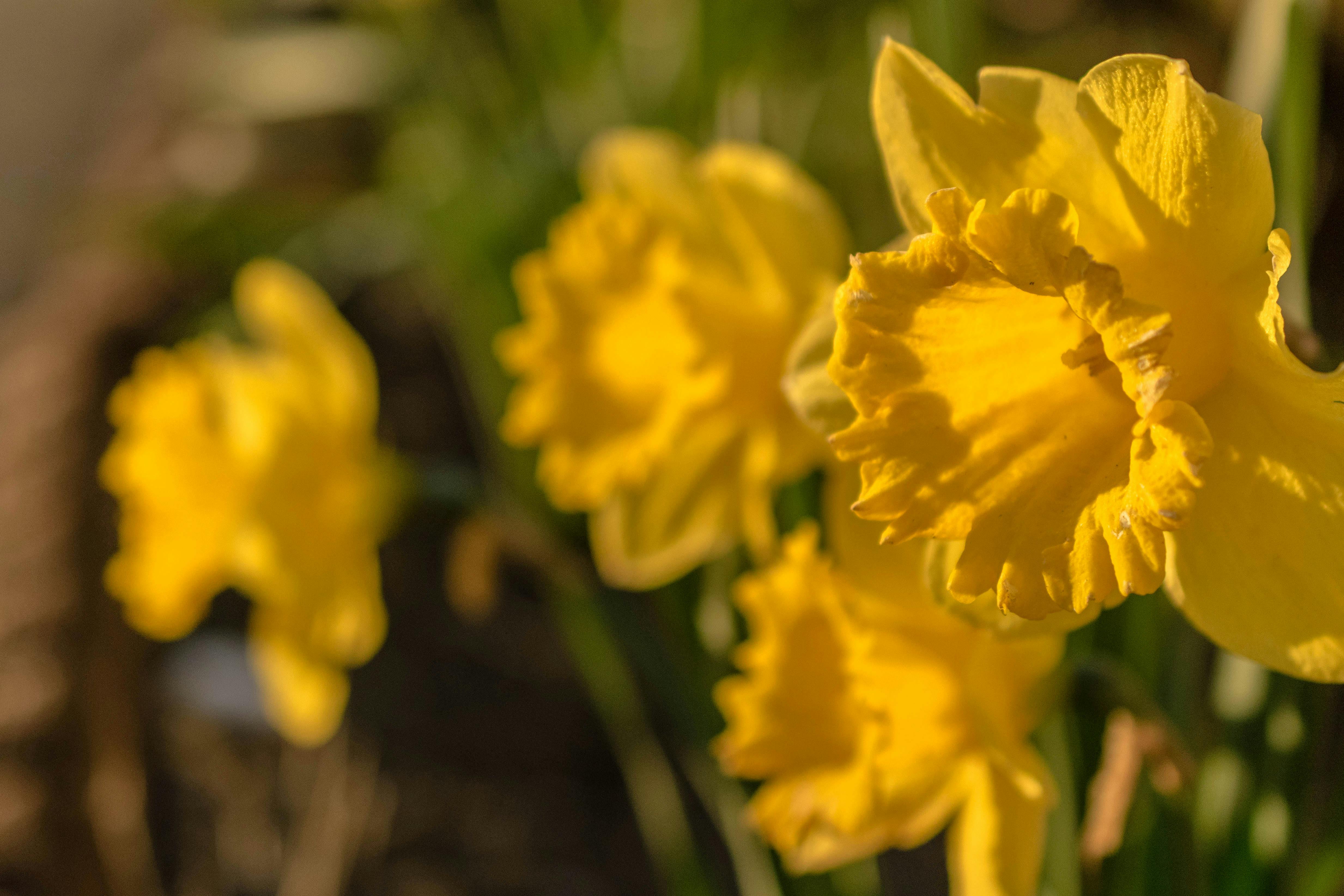 Yellow Flowers · Free Stock Photo