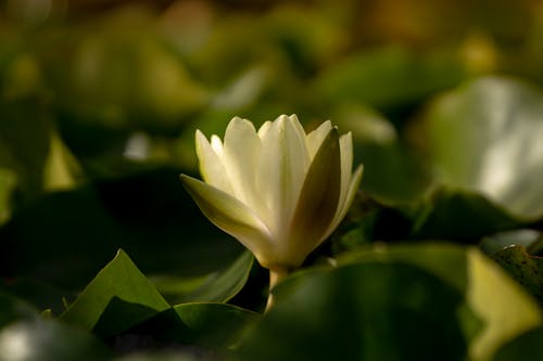 Kostnadsfri bild av @utomhus, blomfotografi, blommande