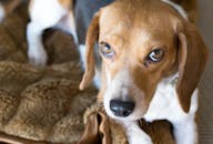 一只可爱的小猎犬正躺在室内舒适的棕色毯子上休息