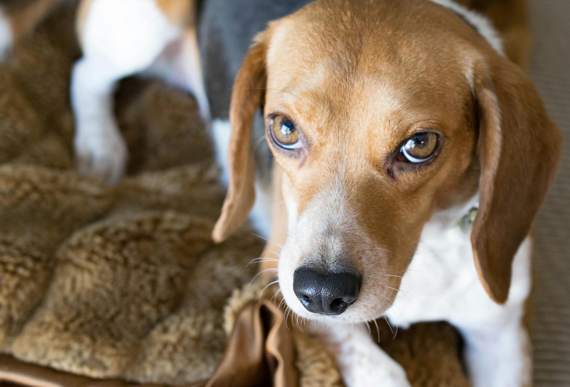 Brown, White, and Black Beagle