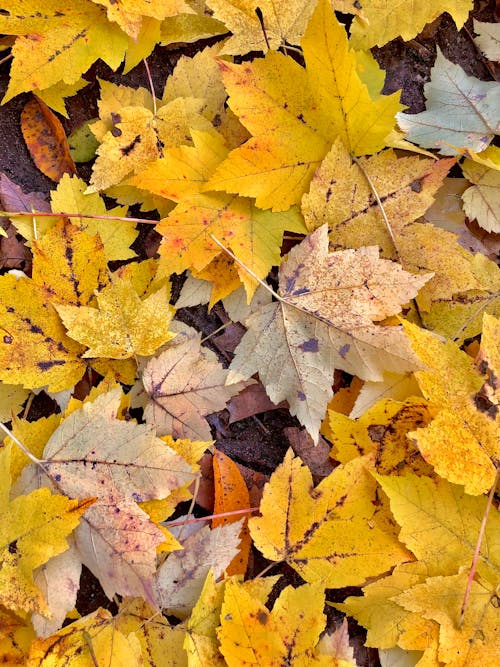 Gratis stockfoto met bladeren, esdoorn, herfst