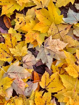 Beautiful display of colorful autumn leaves scattered on the ground, capturing the essence of fall.. pexels, beautiful, displ