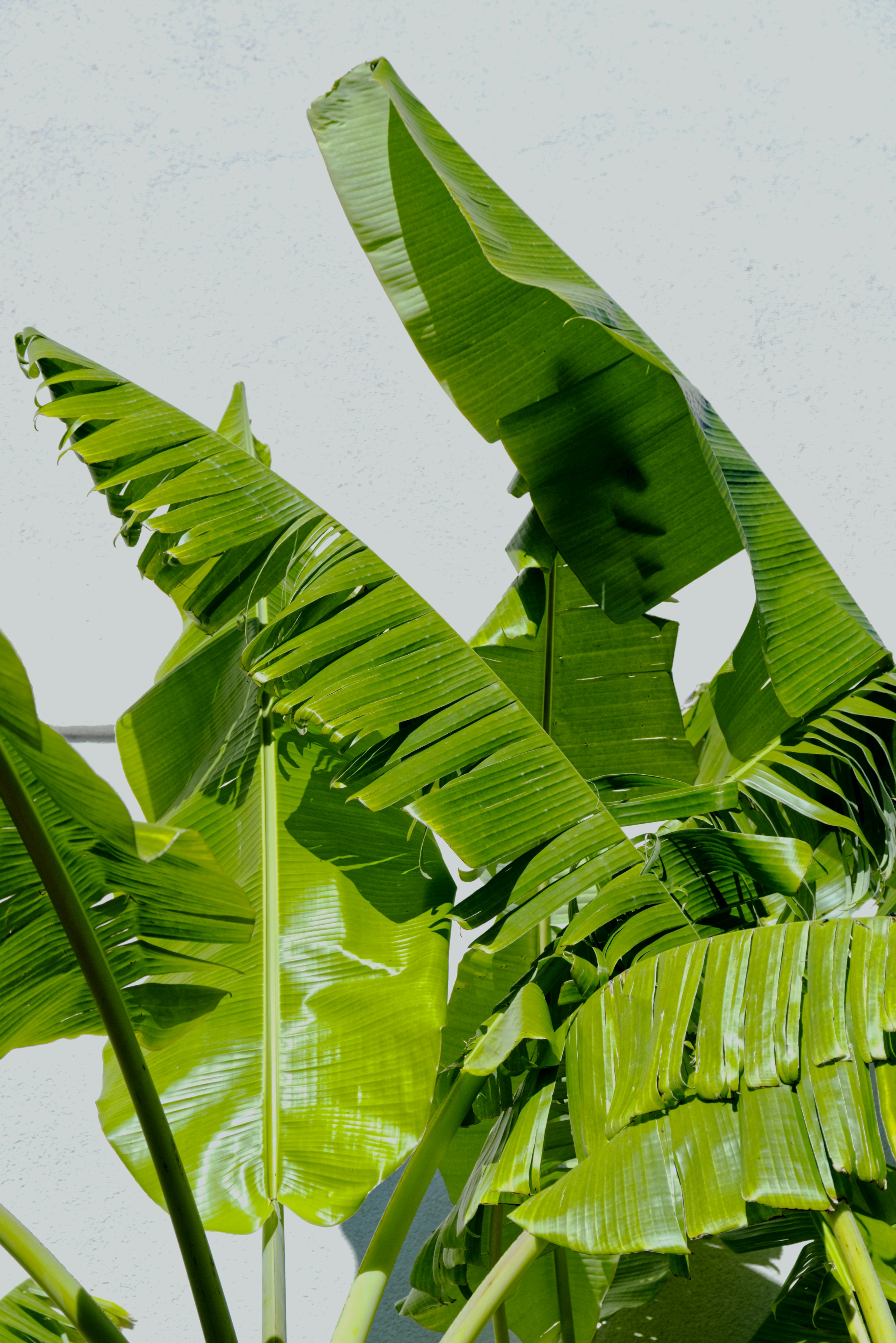 Green Banana Plant Beside a White Wall · Free Stock Photo