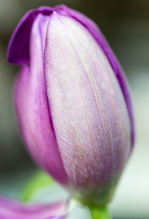 Free Selective Focus Photography of Purple Petaled Flower Stock Photo