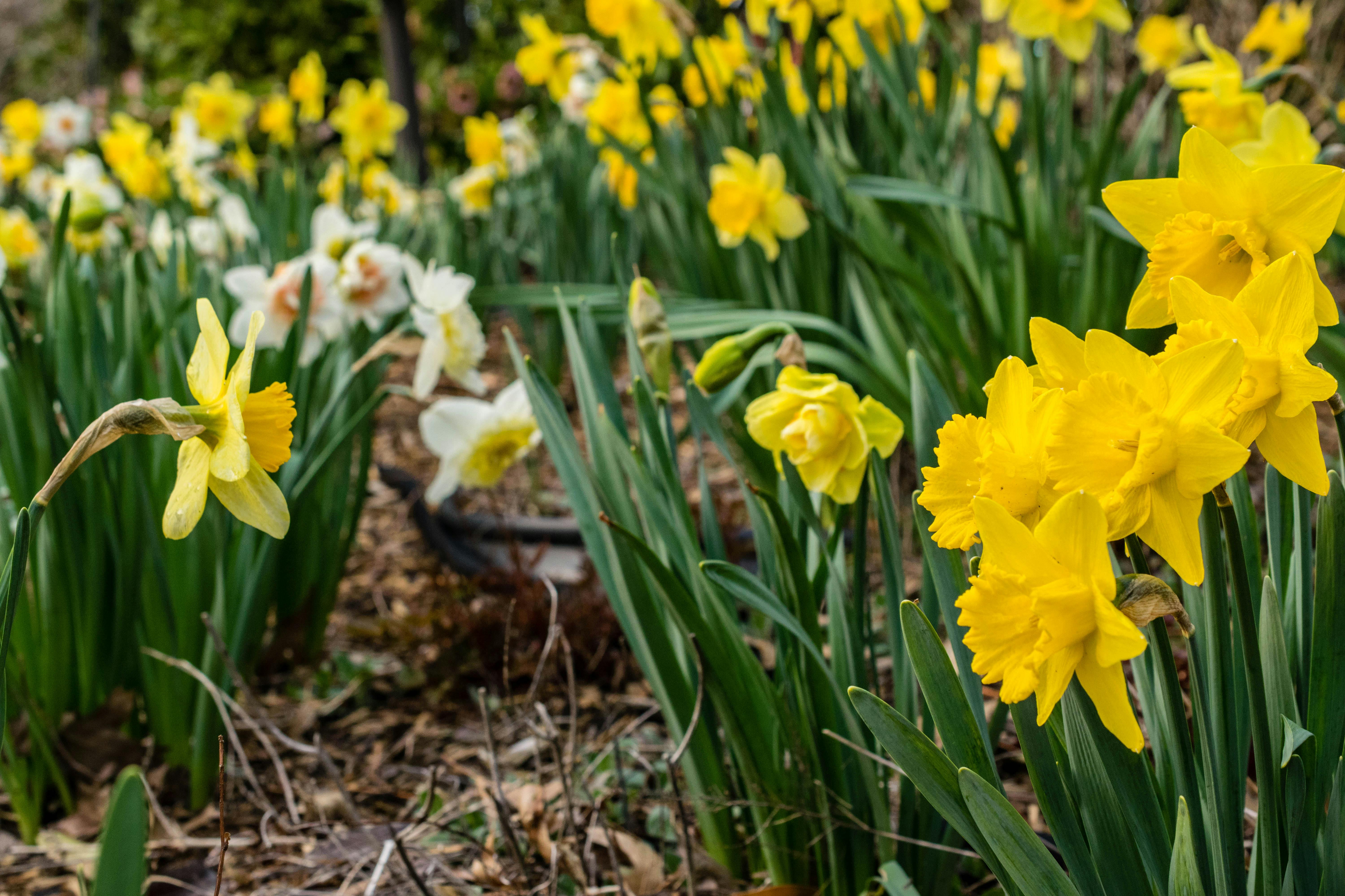 Field of Yellow Daffodils · Free Stock Photo