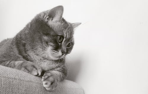 猫在椅子上，盯着墙上