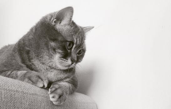 一只迷人的灰色虎斑猫懒洋洋地躺在沙发上，采用单色拍摄，呈现出永恒的美感