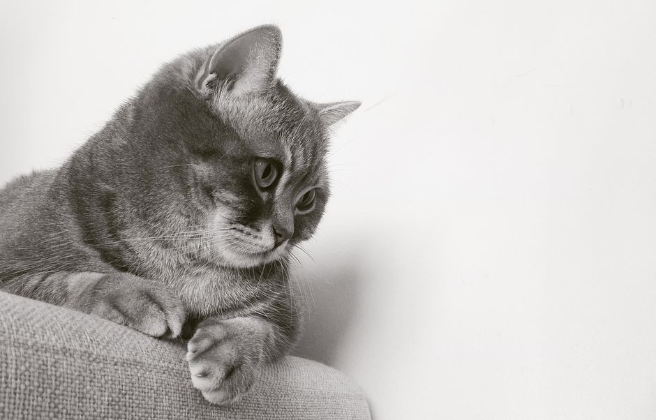 A charming gray tabby cat lounging on a sofa, captured in monochrome for a timeless look.