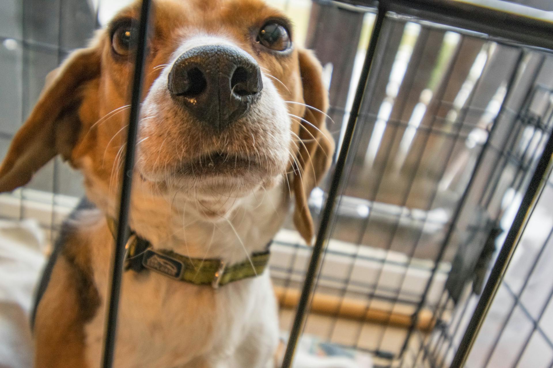 Adult Tricolor Beagle