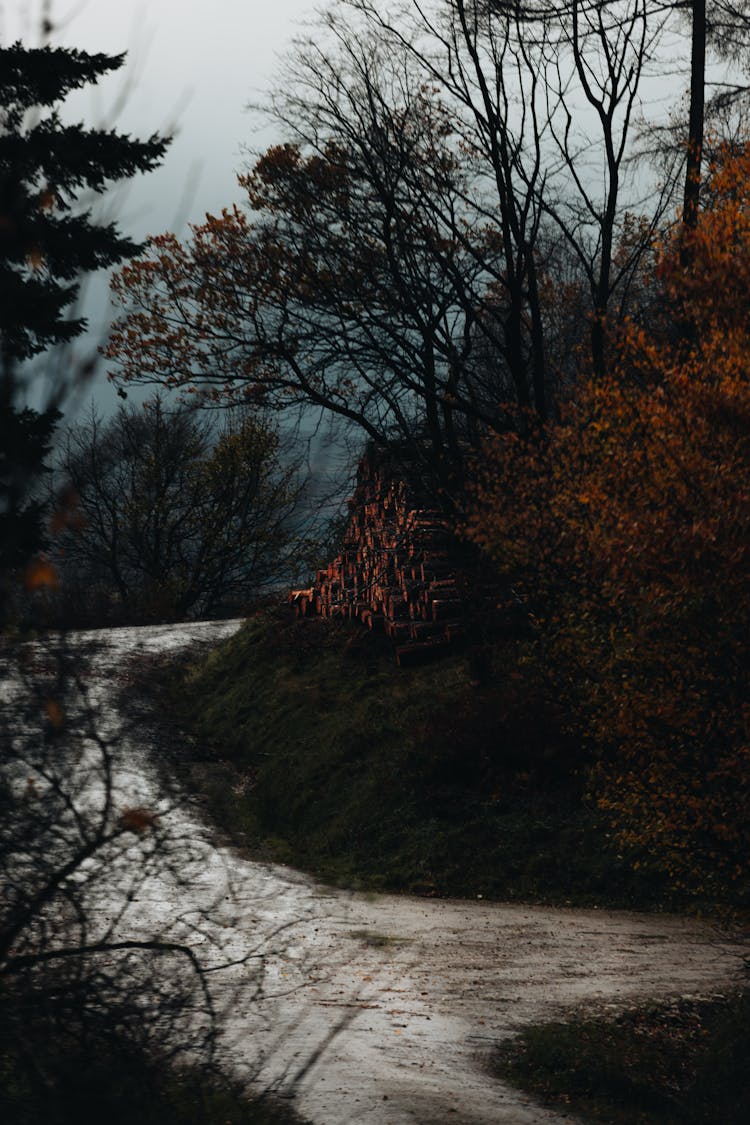 Wood And Trees Next To Path